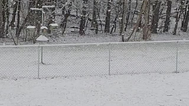 Big snow flakes