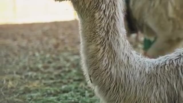 0.Close Up Video of Llama