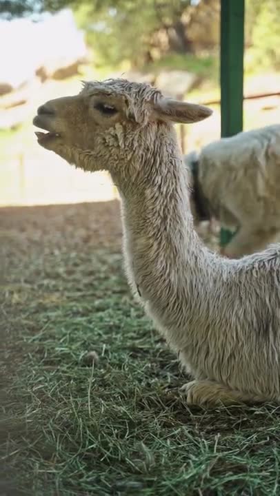 0.Close Up Video of Llama
