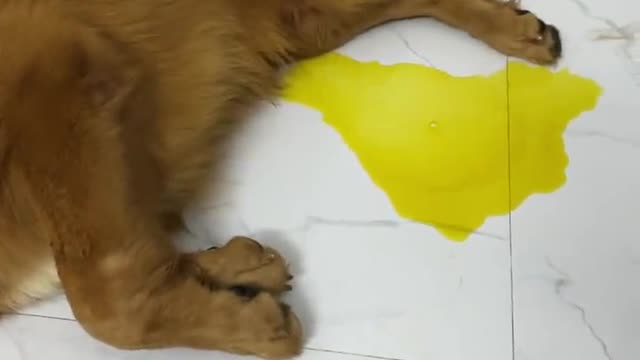 The owner of the dog was very angry about his poor hygiene