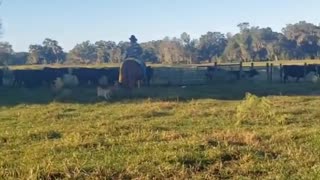 Venus Ranch. A working ranch in Venus, Florida.