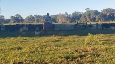 Venus Ranch. A working ranch in Venus, Florida.