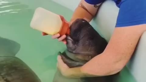 Baby Manatee ❤️