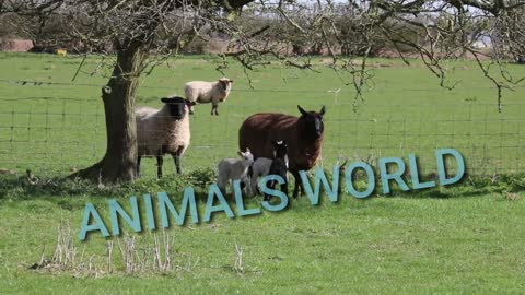 animals world