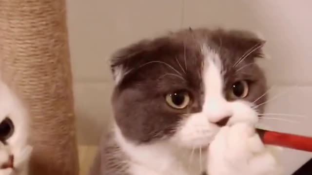 Curiosity is not limited to humans, so please don't deny cats their natural privilege.