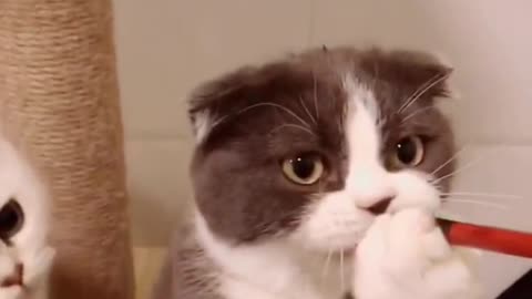 Curiosity is not limited to humans, so please don't deny cats their natural privilege.