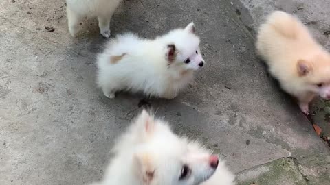 Cute Pomeranian Puppies!