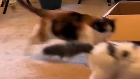 Funny 😂🤣 cat
