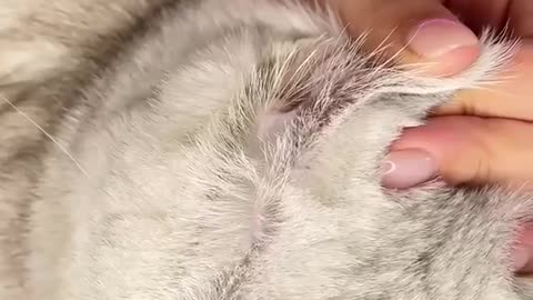 cat#fyp#pet