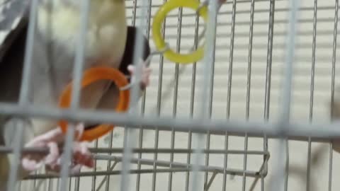 cockatiel playing