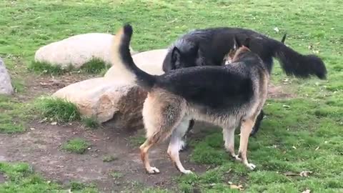 A Huge Wolf-dog Scares a German Shepherd