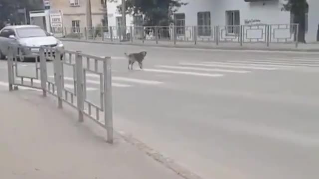 even dog follows the traffic light!