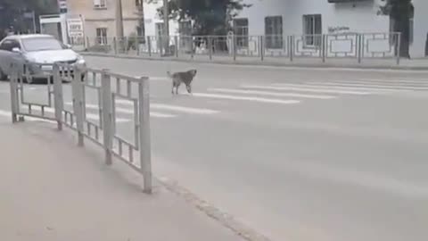 even dog follows the traffic light!