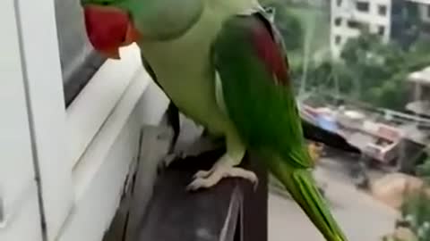 back home after party / parrot funny