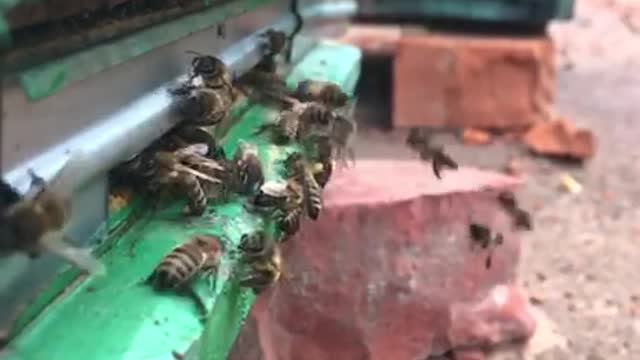 My Bees in slow motion