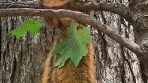 fun with squirrel