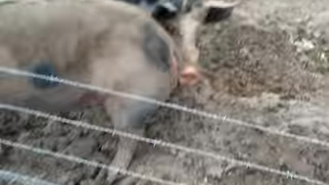 Pigs bred in a rustic way