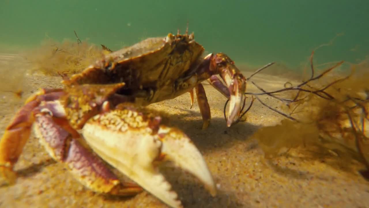 An Underwater Close Up Of A Crab Walking On Sandy Ocean Floor