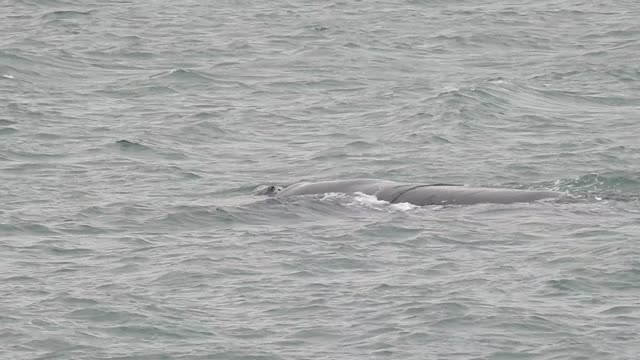 Famous Wellington New Zealand Whale Breaches Close By