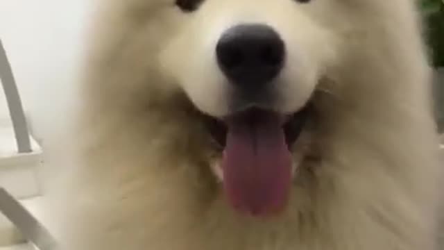 Super cute dog dance