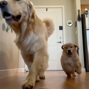 The dogs video for rumble 2024.!