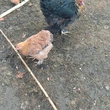 Ginger when she was little and her mom Miss Macintosh