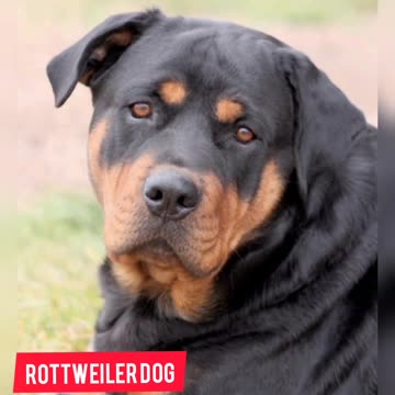 Rottweiler dog. New journey funny cute videos