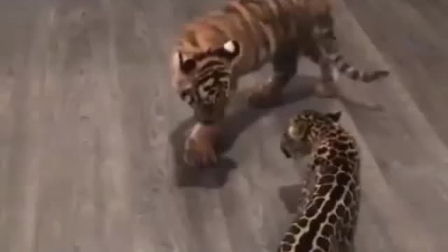 BABY JAGUAR MEETS BABY TIGER