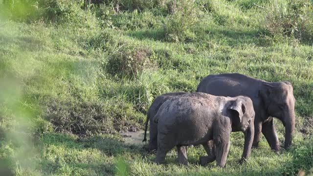 Elephants pool