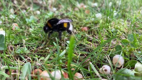 Bumblebee collects nectar from flowers lying on the ground