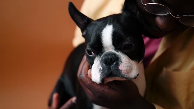 Hilarious doggy sits in a very distinguished manner Harleythedaniff