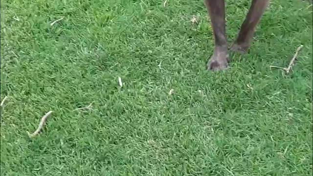 Tucker Carlson Goes Crazy At the Fence