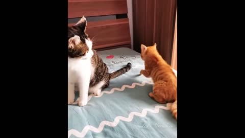 Omg So Cute Cats Best Funny Cat Videos 2021 (Part 9)