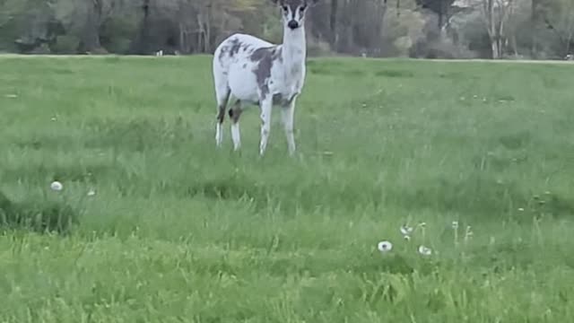 Piebald Deer Peacefully Grazes by Roadside