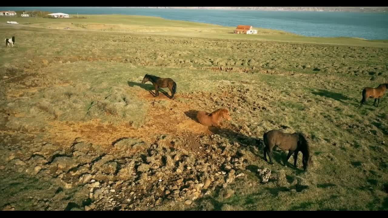 Copter flying over the wild horses grazing on the lava field