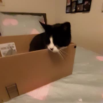 Sweet little mittens the cat in her box