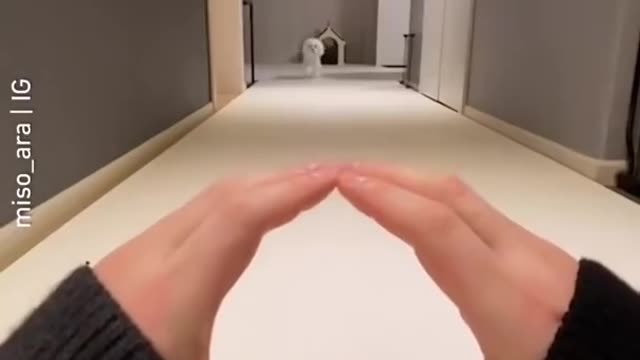 Funny Dog