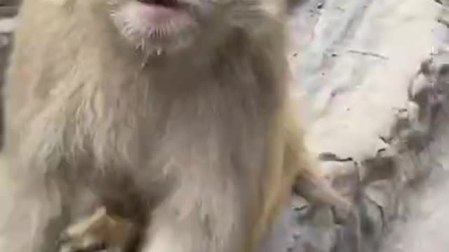 Cute baby monkey HAS Got Good Take Cure Funny monkey 🐒🐒