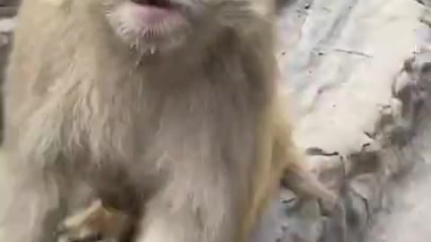 Cute baby monkey HAS Got Good Take Cure Funny monkey 🐒🐒