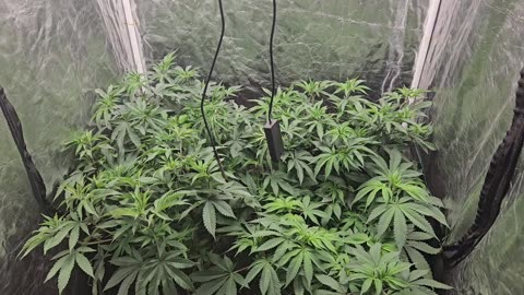 S1 E03 Blueberry x NL5 and Bubblegum, The plants go in, the soil & organic amendments