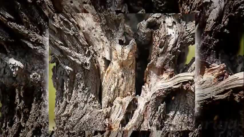 Camouflaged animals