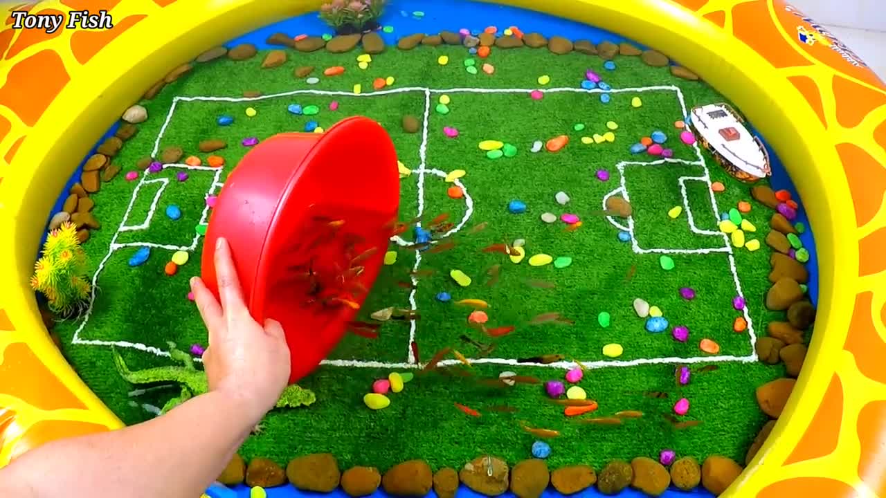 Cute Animal Videos, Crocodile, Beautiful Koi, Clownfish, Goldfish, Sea Turtle, Crab, Guppies, Pleco