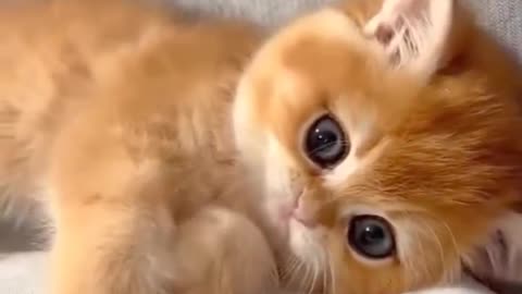 funny cats