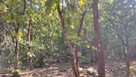 Funny Monkey __ વાંદરાની ધમાલ __ Funny monkey cute baby monkey __ Funny and cute monkeys __ vandara