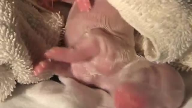 Amazing birth of 5 puppies!