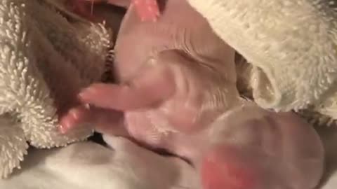 Amazing birth of 5 puppies!