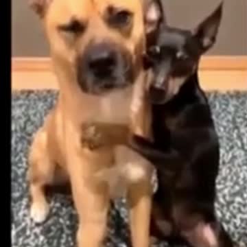 Kittens & Pups-Cutest 2021-Hilariously Cute 12