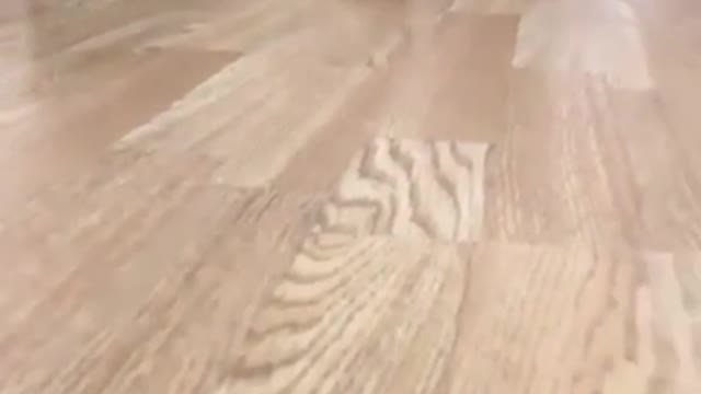 When the human says "food is ready!" 😅 Sound on! 🔉
