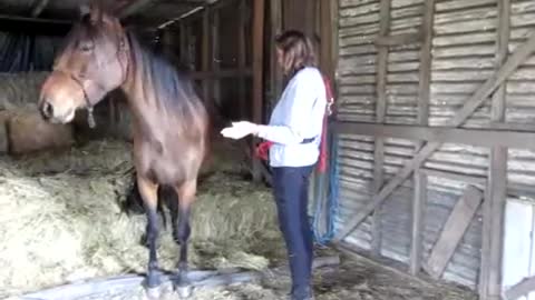 How to train your horse to lay down