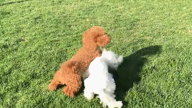 Dog Jumping on Woman's Back